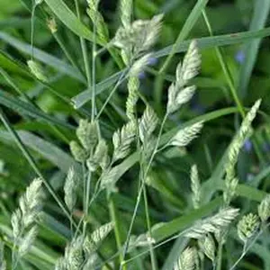 Orchard Grass - VNS