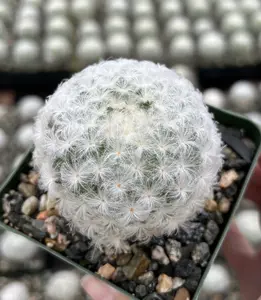 Mammillaria Plumosa Feather Cactus in 3.5” pot, White Furry Cactus Rare Cactus