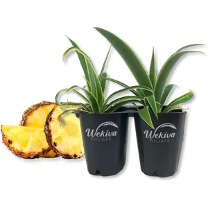 Juicy Pineapple Plant - Live Tissue Culture Starter Plants - Ananas Comosus - Edible Fruit Tree for The Patio and Garden