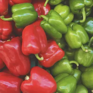 Heirloom California Wonder Sweet Pepper Seeds - Organic and Regenerative Gardening Seeds