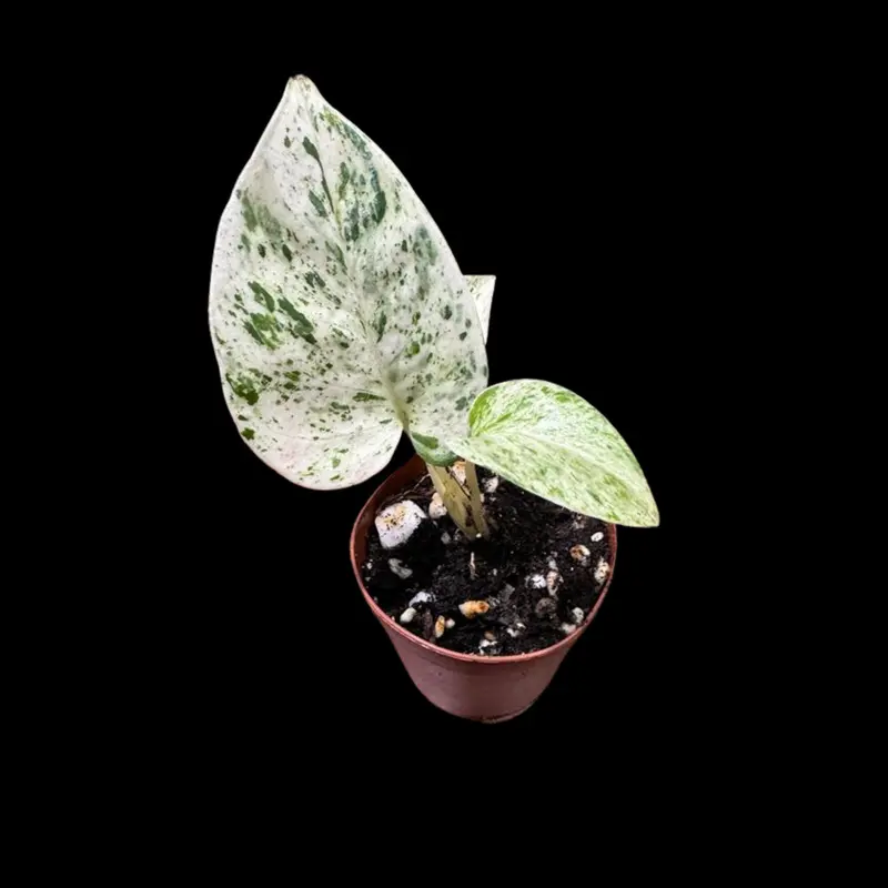 velvet pothos - TikTok Shop