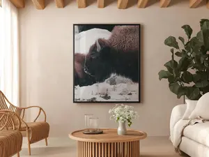 Bison in Winter Wall Art – Buffalo Wildlife Photography Print | Rustic American West Nature Decor | Fine Art for Home, Office, or Cabin