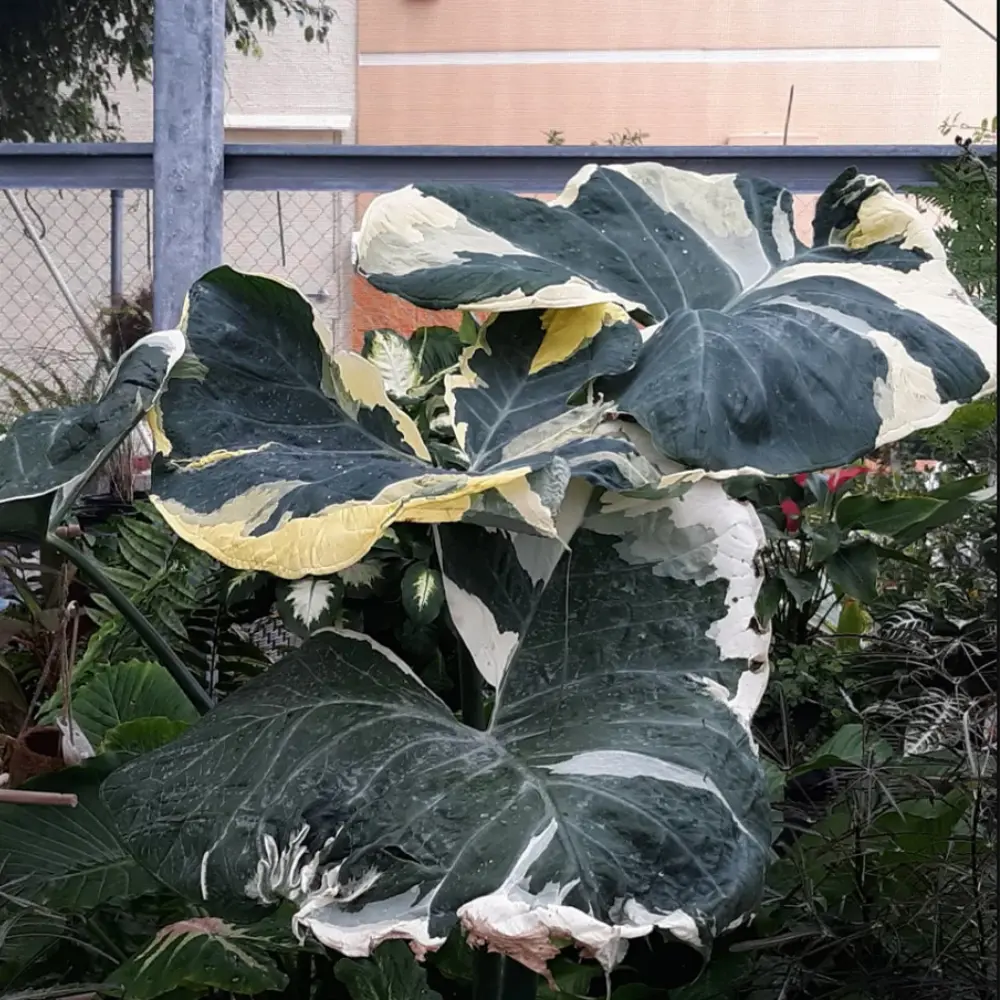 Alocasia Mickey Mouse Xanthosoma Albomarginata Starter Plant, Elephant Ears Live Plant
