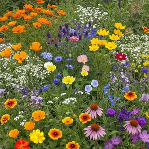 Dry Climate Mix Bulk Wildflower Seeds, 1lb