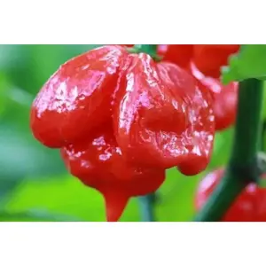 Trinidad Scorpion Butch T- hot pepper seed,Capsicum chinense