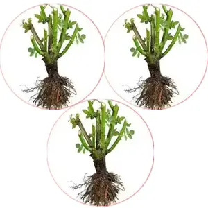 Old rose piles, large scented yellow flowers, climbing vines, suitable for garden arch trellises, outdoor landscape decoration plants