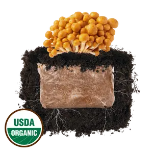 Nameko 'Plant & Grow' Mushroom Starter