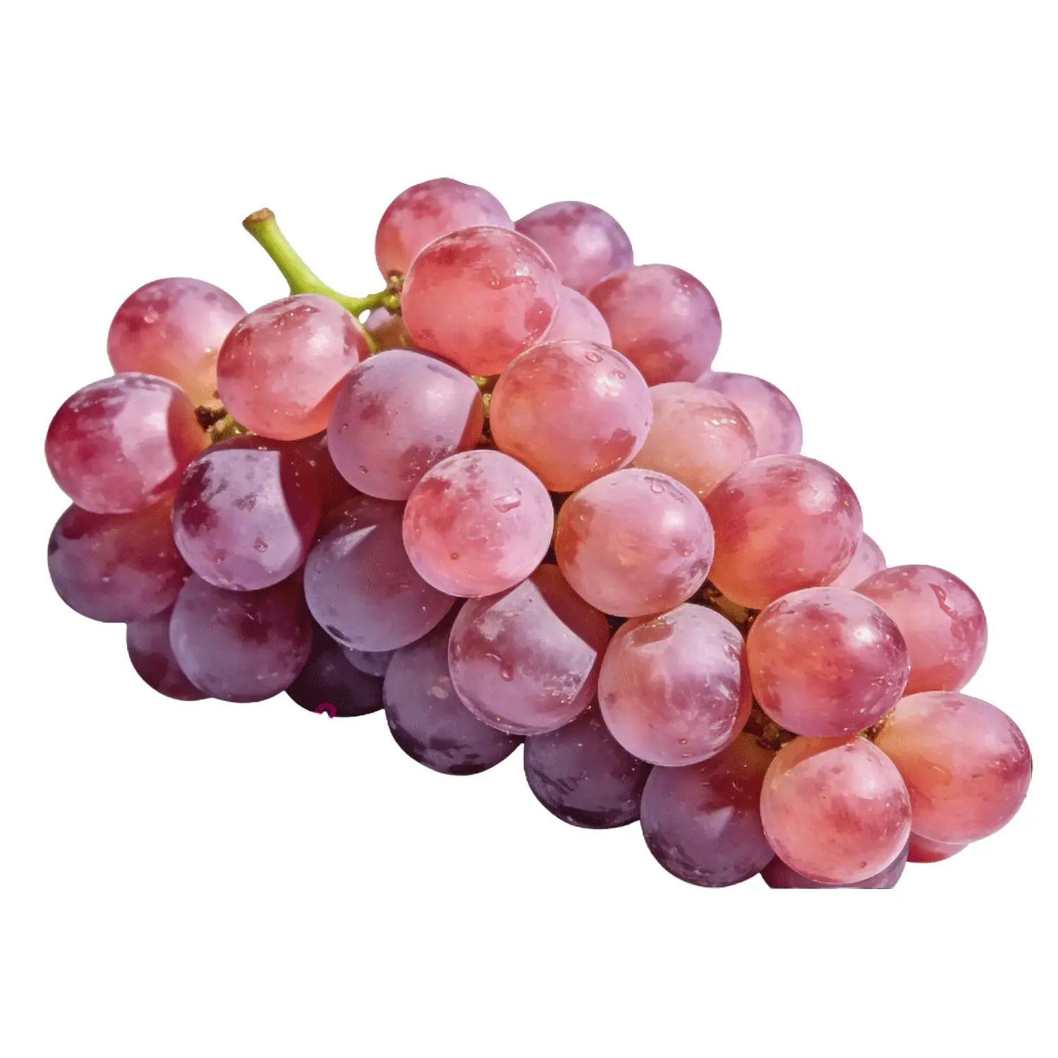 Best Choice Hot Premium Grafted Grape Sapling Crisp Sweet Berries Trellis Fence Decorative Fruit Vine