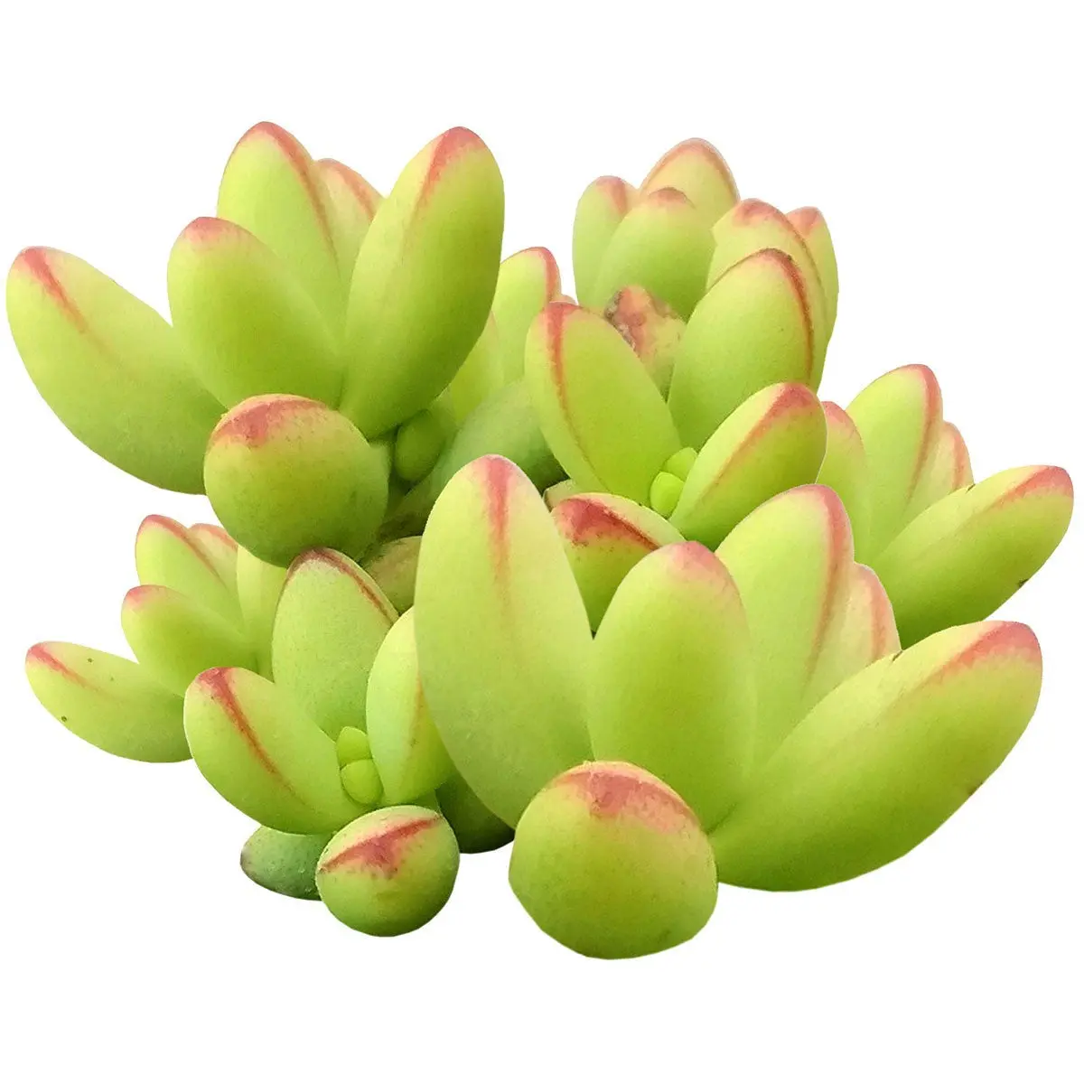 Random Crassula 2" Succulent