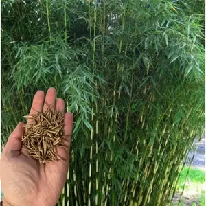 50 Pingwu Bamboo Seeds