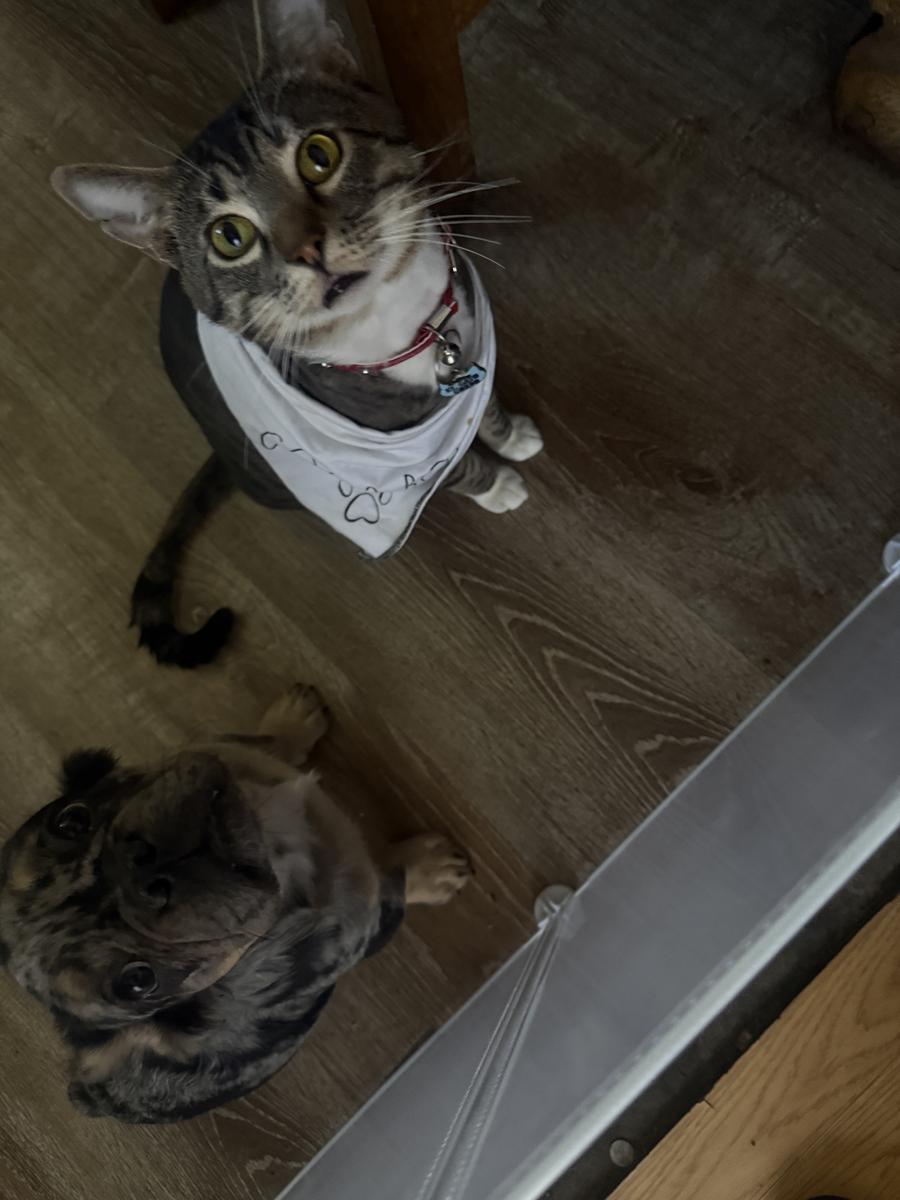 Item: Grooming Vacuum