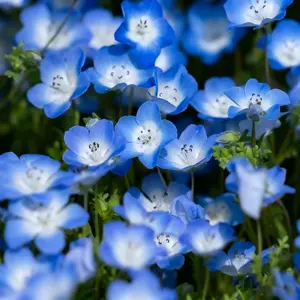 Baby Blue Eyes Flower Seeds for Planting - Annual Plant with Sweet Essence - Non-GMO Heirloom Packet with Instructions to Plant a Home Garden - Native California Wildflower