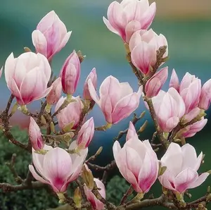 Saucer Magnolia Shrub/Tree - 6-12" Tall Live Plant - Soulangeana Magnolia Bush - 2.5" Pot - Potted Seedling - No Ship To AK, HI and P.R.