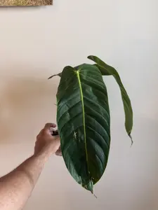 Philodendron Esmeraldense Narrow Form Plant