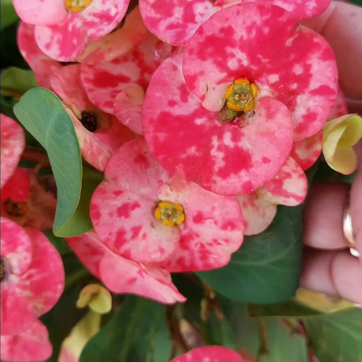 Crown of Thorns Euphorbia Plant cactus Rooted  15"