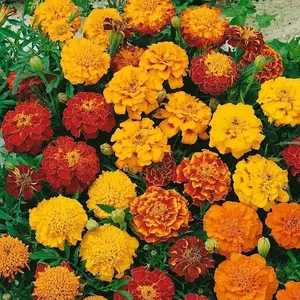 200 Mixed Color Marigold Seeds for Planting, Non-GMO Tagetes Flower Seeds, Easy to Grow Garden Seeds, Suitable for Outdoor and Home Garden, Seeds Only Not Live Plants
