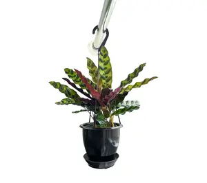 Thorsen's Greenhouse Live 4" Calathea Rattlesnake, Hanging Pot