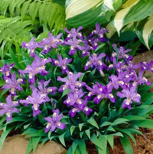 5 Crested Wild Iris Roots, Iris Cristata Flower Plant