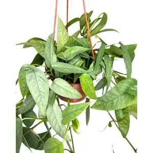 6" Cebu Blue Pothos Trailing – Epipremnum Pinnatum Cebu Blue – Live Plant