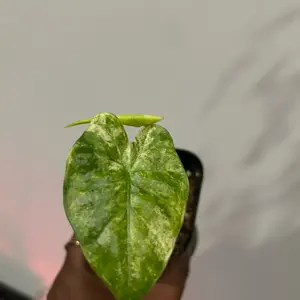 Alocasia macrorrhiza 'camouflage' starter plant