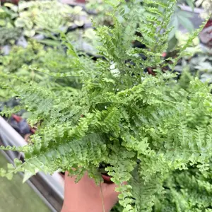 Boston Fern 4" - Vibrant Green Plant for Indoor Decor & Air Purification