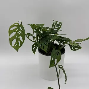 Monstera Laniata 6” Pot – Rare Climbing Monstera with Unique Fenestrated Leaves, Live Tropical Houseplant for Indoor Decor