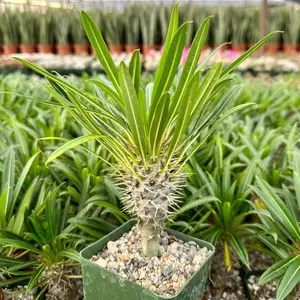 Madagascar Palm, Pachypodium Plant, Rare Succulent in 3" pot