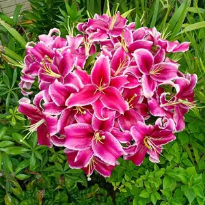Black Beauty Lily Flower Seeds 100Pcs Deep Red-Black Perennial Blooms Easy to Grow for Elegant Garden Display Exotic Dark Color Tall & Elegant Pollinator Friendly Decorative
