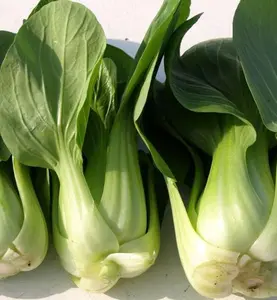 Canton Pak Choi - Chinese Cabbage - 500+ seeds