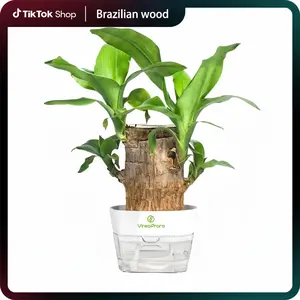 Brazilian Lucky Wood Live Plant - U.S. Grown with Nutrient Solution, Minimalist/Boho Indoor Desktop Ornament, Low-Maintenance Lucky Plant