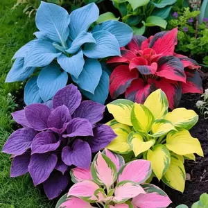 300 Heirloom Perennial Mix Color Hosta Seeds, Including Hosta Elegans & Plantaginea Varieties, for Outdoor Home Garden Planting