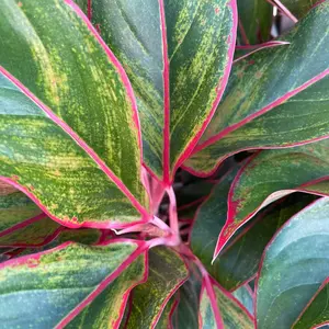 Aglaonema Red Siam