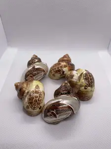 Turbo Petholatus Carved Design Turle or Dolphin  2.5". Opening size >=1"