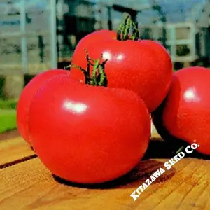 Tomato Seeds - Slicing - Momotaro Hybrid