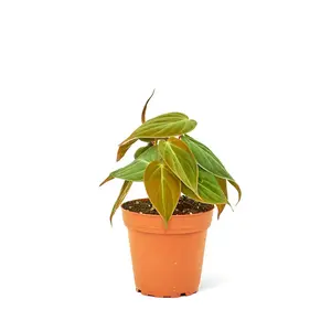 Velvet Leaf Philodendron, Small