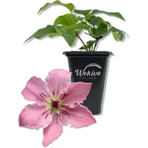 Clematis Sarah Elizabeth - Live Starter Plants in 2 Inch Growers Pots - Starter Plants Ready for The Garden - Rare Clematis for Collectors
