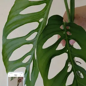 Monstera Adansonii var Laniata Giant form - two leaf cutting Swiss Cheese plant with ariel roots - roots easy in water