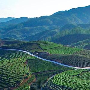 Oriental Jasmine Green Tea Loose Leaf Premium Floral Tea