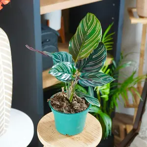 Calathea Ornata - 4” Pot