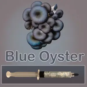 Blue Oyster Mushroom Liquid Culture