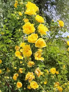 Yellow Climbing Rose Rosa Bush Vine Climber Fragrant Butterfly Flower 100 Seeds