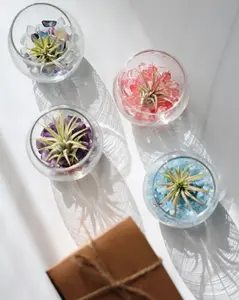 Mini Bubble Terrarium Kit | DIY Air Plant Kit | Low Maintenance House Plants | Air Plant Gift