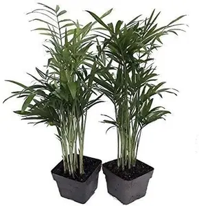 Victorian Parlor Palm 2 Plants - Chamaedorea - Indestructable - 3" Pots
