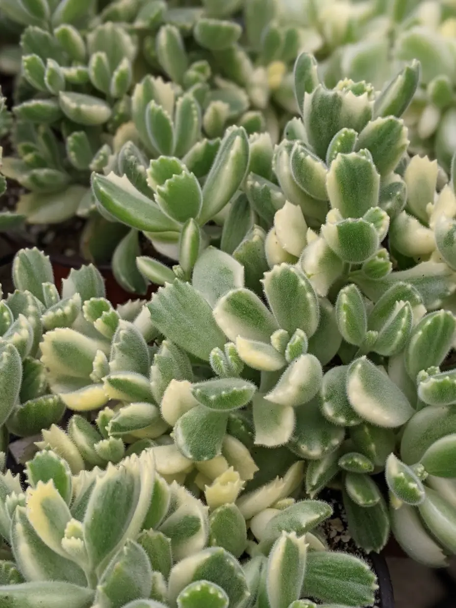 2.5" Variegated Bear Paw Succulent: Cotyledon Tomentosa
