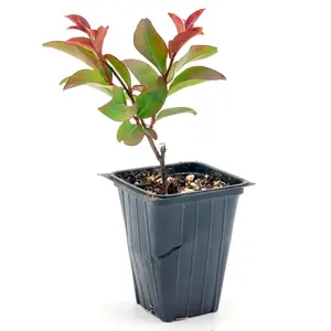 Red Rocket Crepe Myrtle Tree | Live Sapling in 2.5 Inch Nursery Cube | Lagerstroemia Indica