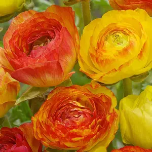 Ranunculus Aviv Picotee Orange Bulbs – Spring Flower Bulbs for Garden & Cutting – Hand Picked Nursery