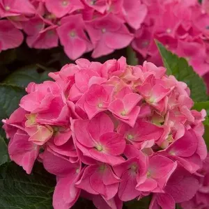 Green River 5 Vienna Pink Hydrangea Seeds - Perennial Flower Seed Pack for Cottage Garden, Easy to Grow, Giftable Heirloom, Pollinator Garden Accent, Summer Blooms