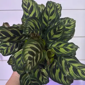 Calathea makayona