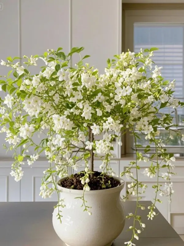 Jasmine Seeds Bridal Veil 50Pcs High Germination Rate Nodding Clerodendron Easy to Grow Long Lasting Aroma for Home Garden Fragrant Blooms Rare Cascading Jasmine Perfect for Balconies & Indoor Pots