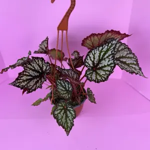 Begonia Summer Storm 6” Hanging Basket | Rex Begonia | Patterned Houseplant